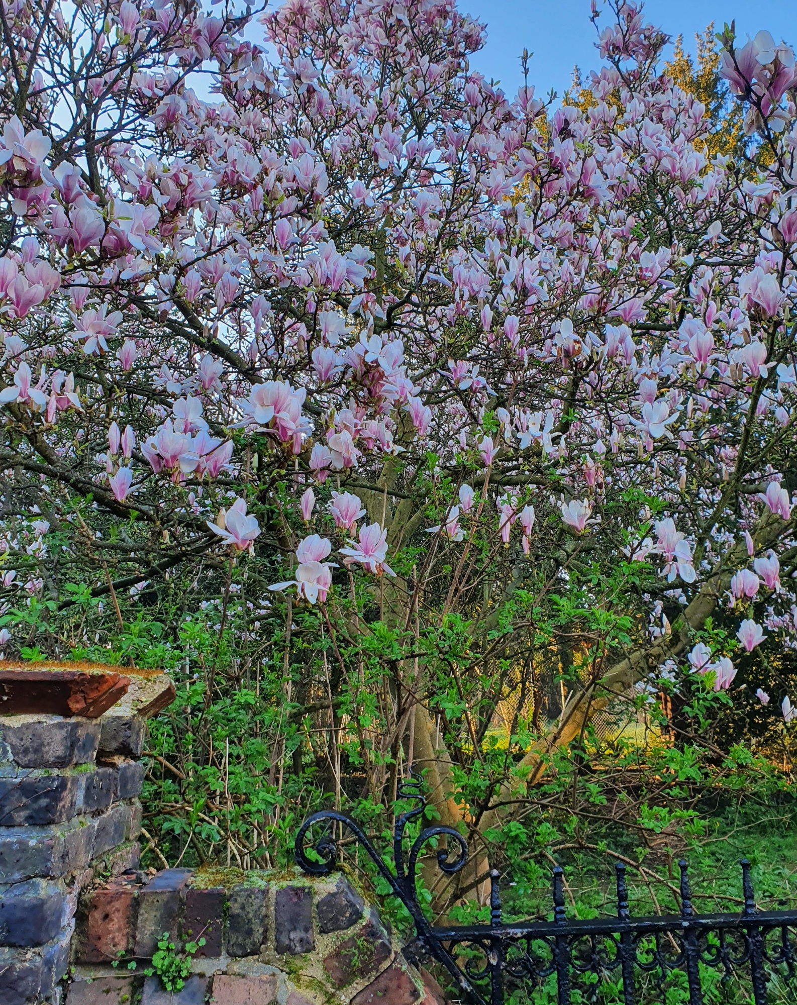 magnolia tree at Rutlish with blossom